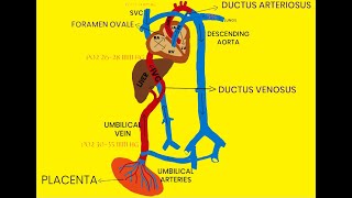 FETAL CIRCULATION [upl. by Gibeon]