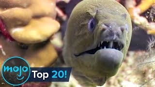 Top 20 Most Dangerous Ocean Creatures in the World [upl. by Kantos]