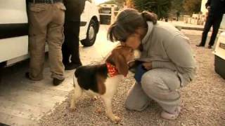 Beagles Rescued From Certain Death [upl. by Stormy]