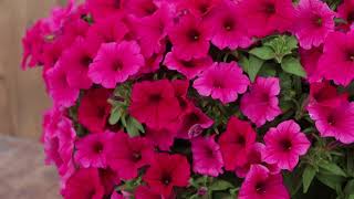 Supertunia Vista Paradise Petunia from Proven Winners [upl. by Luar]