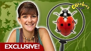 CBeebies EXCLUSIVE clip  Minibeast Adventure  Ladybirds [upl. by Oulman]