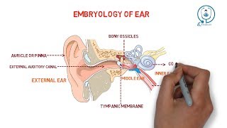 Embryology of ear  development [upl. by Franzen823]