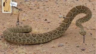 Mojave Green Rattlesnake [upl. by Bronnie]