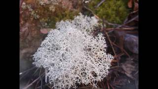 Reindeer Moss  great medicinal [upl. by Metzgar617]