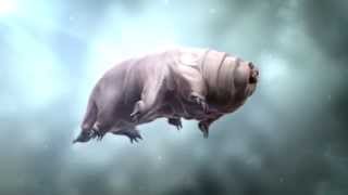 Swimming Tardigrade [upl. by Atirehc]