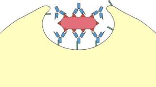 Phagocytosis Opsonization [upl. by Rahman679]