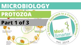 Protozoa  Microbiology  USMLE STEP 1  Part 1 of 3 [upl. by Rehteh]