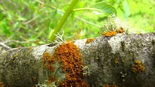 Lichen Identification Methods [upl. by Nerita]