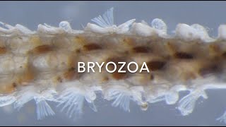 Bryozoa [upl. by Retepnhoj949]