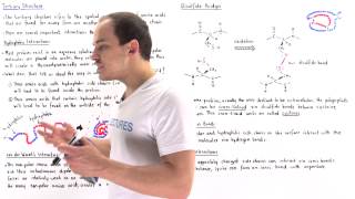 Tertiary Structure of Proteins [upl. by Pegeen]