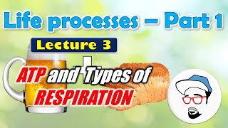 ATP Anaerobic Respiration  Life processes in Living Organisms Part 1 Class 10 SSC [upl. by Cedar556]