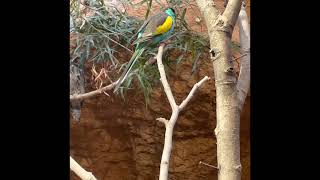 Hoodedsittich Hooded Parrot  Psephotus dissimilis [upl. by Ultima]