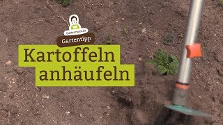 Kartoffeln anhäufeln für eine größere Ernte [upl. by Orvil957]