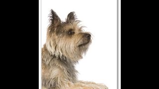 Cairn Terrier Temperament and Dog Breed Information  Dogs101 [upl. by Oakie]