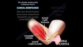 Medial antebrachial cutaneous nerve Dr Ebraheim [upl. by Aciret]