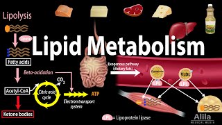 Lipid Fat Metabolism Overview Animation [upl. by Assirrec]