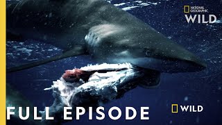 Shark vs Tuna Full Episode  National Geographic [upl. by Irotal439]