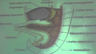 GIT block lec1 DrGamal [upl. by Sloan769]