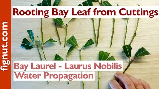 Rooting Bay Leaf From Cuttings Bay Laurel  Laurus Nobilis [upl. by Capon]