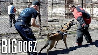 Training The World’s Toughest Police Dogs  BIG DOGZ [upl. by Ramilahs]