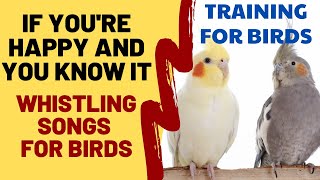 If Youre Happy and You Know It Whistling  Cockatiel Singing Training [upl. by Larisa]