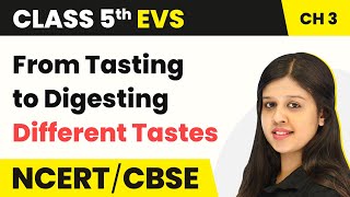 Class 5 EVS Chapter 3  From Tasting to Digesting  Different Tastes  Class 5 EVS NCERT [upl. by Eboj]