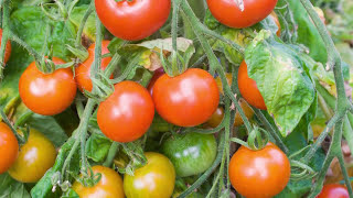 Saving Tomato Seeds How to Prepare and Store Seeds from Your Tomato Plants [upl. by Ime502]