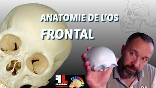 Anatomie de los frontal [upl. by Nissie163]