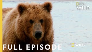 Grizzly Battleground Full Episode  Alaskas Grizzly Gauntlet [upl. by Travers934]