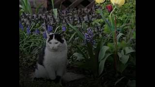 TOP 4 des méthodes pour éloigner les chats de son potager [upl. by Eslehc]