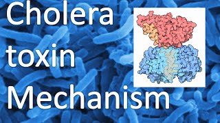 Cholera toxin mechanism [upl. by Llered]