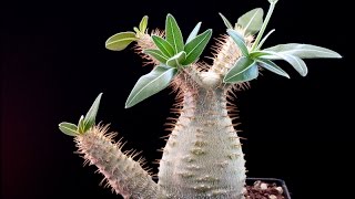 Pachypodiums Bonsai [upl. by Siramaj]