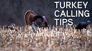 Turkey Calling Tips For Beginners  Basic Turkey Calls [upl. by Faus281]