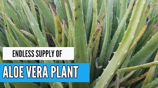 Growing aloe Vera outdoors [upl. by Matthaeus]