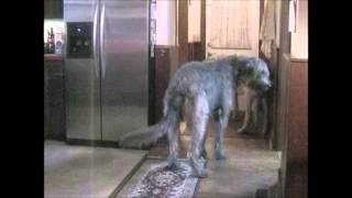 Irish Wolfhounds Welcoming Family Home [upl. by Barde]