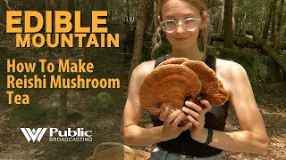 Edible Mountain  How To Make Reishi Mushroom Tea [upl. by Aikrahs]