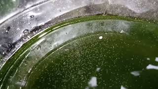 DAPHNIA MOINA CULTURE IN A SMALL BUCKET [upl. by Ciro48]