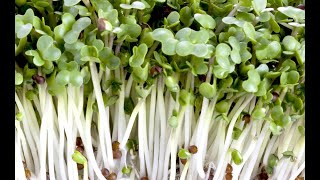 Growing Broccoli Sprouts Vertically [upl. by Acirrehs]