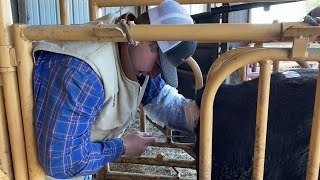 Breeding Heifers Using Synchronization and AI Artificial Insemination  Livin On The Farm [upl. by Towroy]