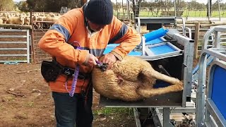 Amazing Sheep Farming Equipment Technology  Modern Automatic Sheep Farm Tool You May Never Seen [upl. by Orhtej]