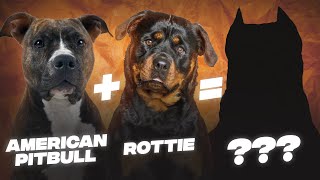 Rottweiler Pitbull Mix A Complete Guide [upl. by Aniham]