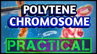 Polytene Chromosomes from Salivary glands  Dissection of Chironomus larvae [upl. by Pet597]