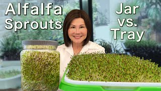 How to Grow Alfalfa Sprouts  Jar vs Tray  Easy Method 发苜蓿芽 [upl. by Gilus]