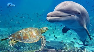 Relaxing Music for Stress Relief Dolphin singing Soothing Music for Meditation Therapy Sleep [upl. by Ced]