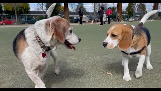 Oliver meets 30 other beagles 4K [upl. by Alake]