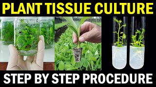 Plant Tissue Culture  Banana Tissue Culture Step by Step Procedure [upl. by Atiuqcir]