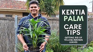 Kentia Palm Care Guide  How to avoid YellowBrown Leaves [upl. by Selena]