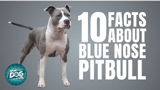 10 Facts About Blue Nose Pitbull  Dogs 101  Blue Nose Pitbull [upl. by Aivuy]