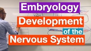 Development of the Nervous System  Embryology [upl. by Plante]