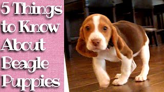 Things to know about Beagle Puppies [upl. by Cynde]